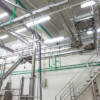 Line of processing cattle and line of processing pigs Line of processing cattle and line of processing pigs